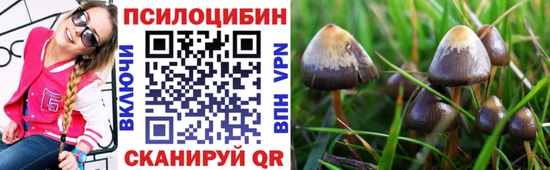 Купить закладки  Сясьстрой  Галлюциногенные грибы Cubensis 